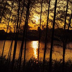 Silhouette trees by lake against sky during sunset