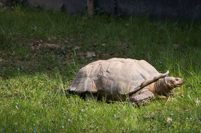 View of a turtle on field