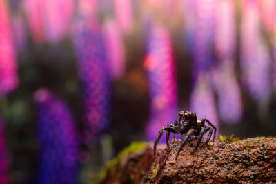 Close-up of spider