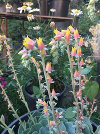 Close-up of flowers blooming outdoors