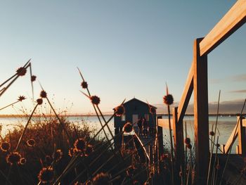 Plants on beach against clear sky during sunset