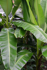 Close-up of green leaves on plant