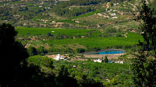 High angle view of trees on field