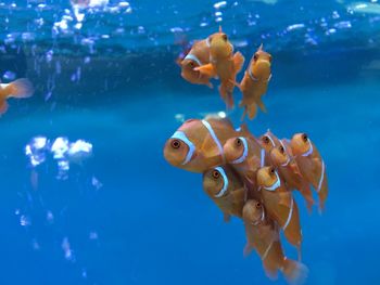 Close-up of fish swimming in sea