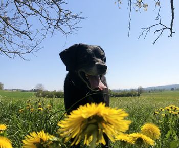 View of dog on field