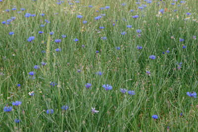 Fresh purple flowers in field