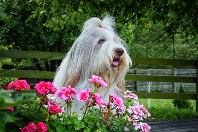 Dog by pink flowers in garden