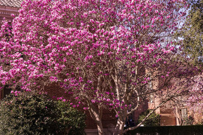 Pink cherry blossoms in park