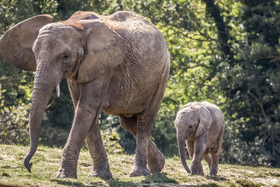 View of elephant