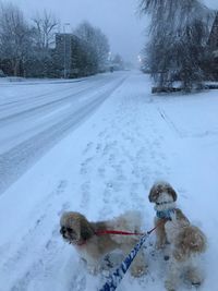 Dog on snow covered landscape during winter