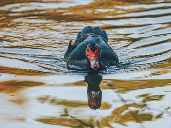 Close-up of duck swimming in lake