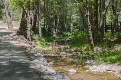 River stream amidst trees in forest