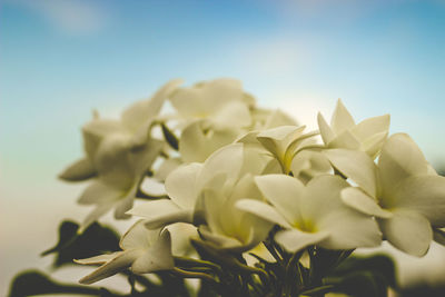 Close-up of white flowering plant against clear sky