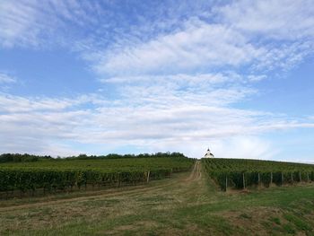 Scenic view of agricultural field against sky