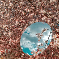 Digital composite image of cherry blossom tree against sky