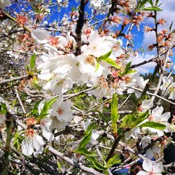 Low angle view of white flowers on tree