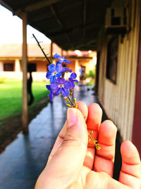 Close-up of hand holding purple flowering plant