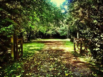 Narrow pathway along trees