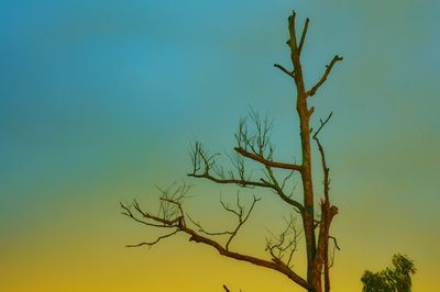 Low angle view of bare tree against clear sky