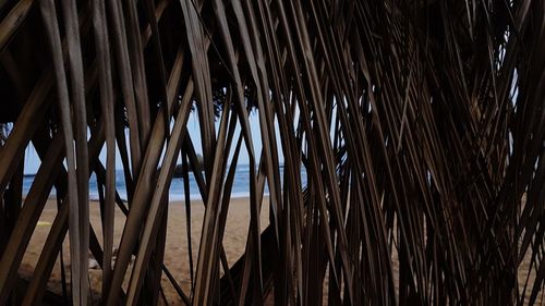 Low angle view of palm trees