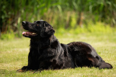 Black dog looking away on field