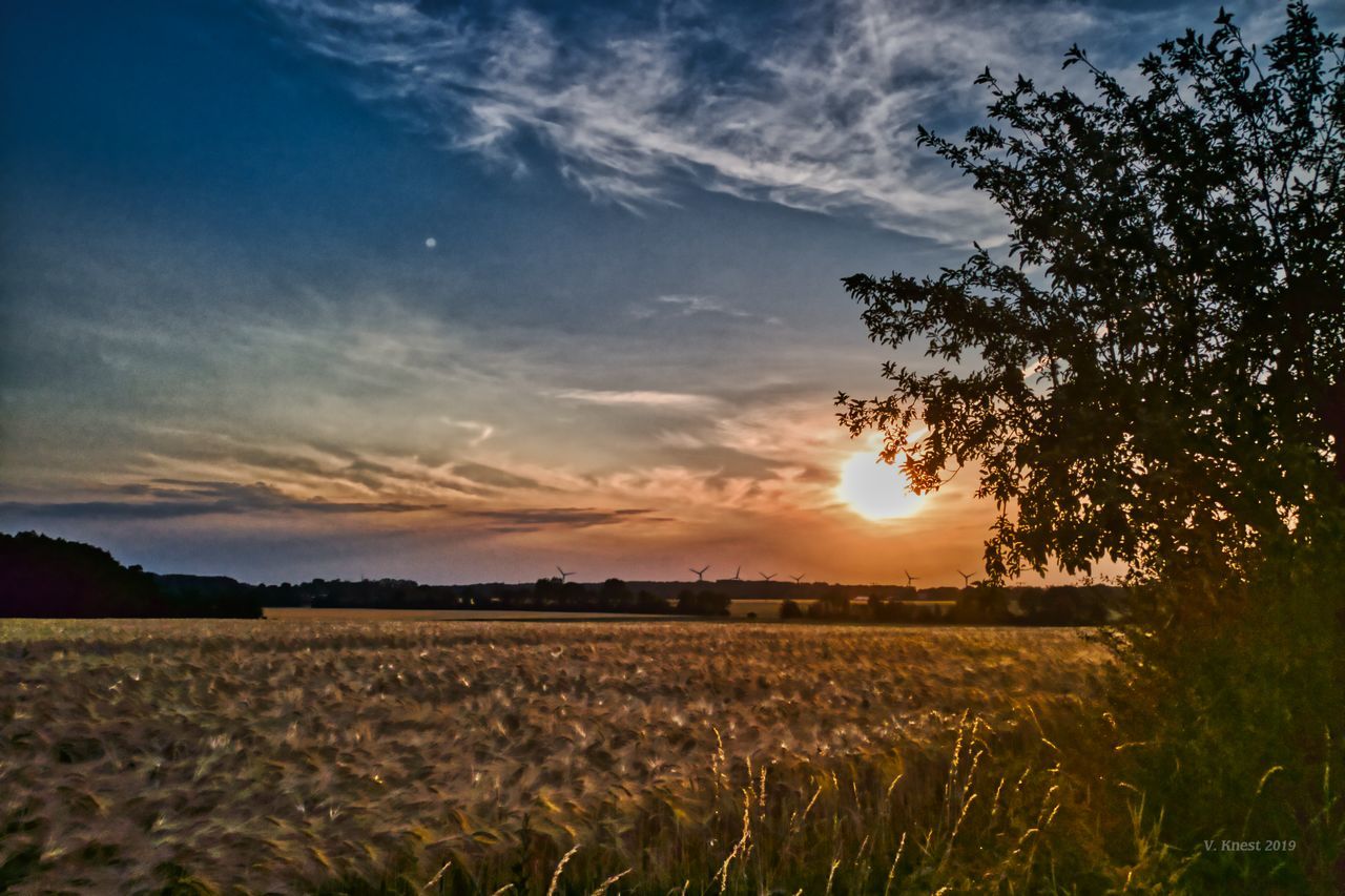 sky, landscape, tranquility, field, beauty in nature, tranquil scene, sunset, cloud - sky, plant, scenics - nature, land, environment, rural scene, agriculture, growth, nature, tree, no people, crop, farm