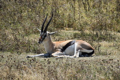 Side view of thomson gazelle on field in serengeti park in tanzania