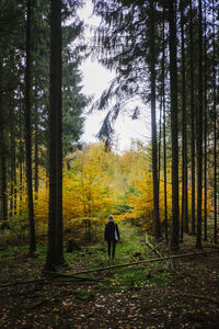 Rear view of woman standing in forest