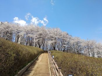 Empty road along plants and trees against sky