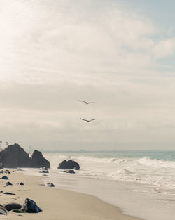 Birds flying over beach