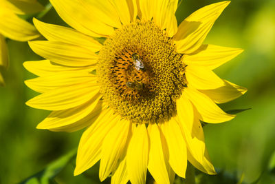 Close-up of honey bee on sunflower