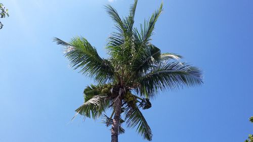 Low angle view of coconut palm tree against clear blue sky