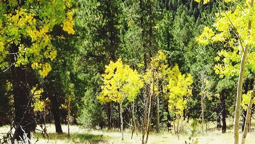 View of yellow flower trees in the park