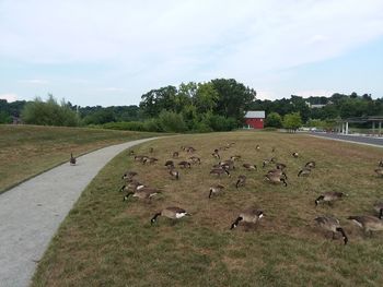 View of sheep on field