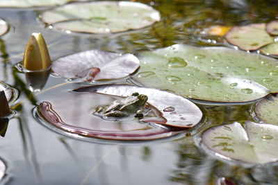 High angle view of turtle in lake