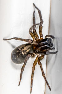 animal