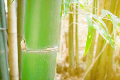 Close-up of bamboo plant