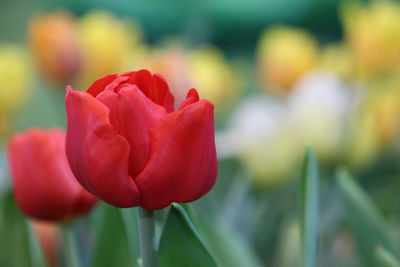 Close-up of red rose