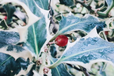 Close-up of berries on plant
