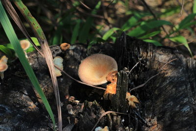 Close-up of mushrooms on field