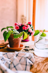 Close-up of potted plant on table