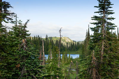 Pine trees by lake in forest against sky