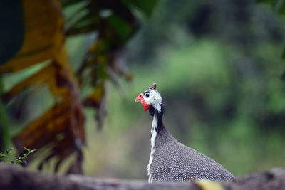 Close-up of a bird