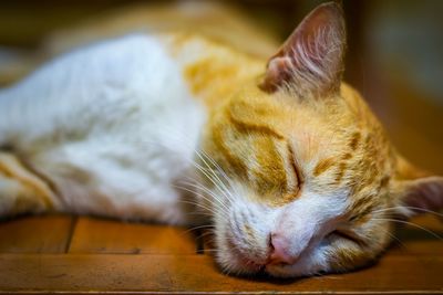 Close-up of cat lying down