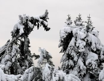 Low angle view of snow covered trees against sky