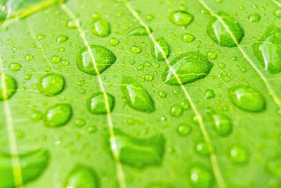 Macro closeup of beautiful fresh green leaf with drop of water nature background.
