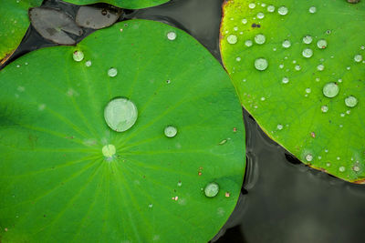 High angle view of raindrops on leaf