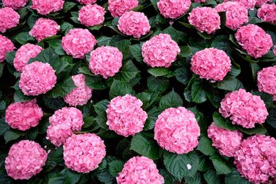 Full frame shot of red flowering plants