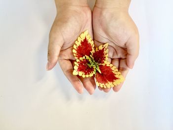 Close-up of hand holding flowering plant against white background