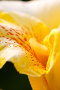 Close-up of yellow flower